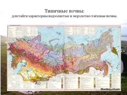 Где распространены почвы