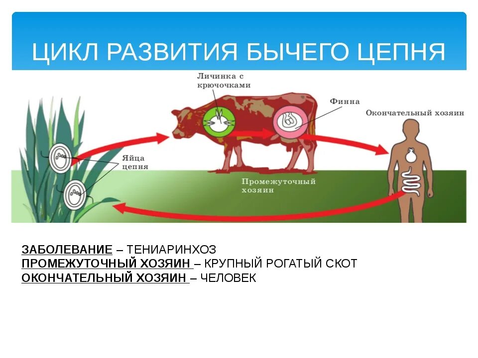 Какое развитие у бычьего цепня. Жизненный цикл бычьего цепня основной хозяин. Жизненный цикл бычьего цепня хозяин. Цикл развития бычего цепня. Циклы развития паразитических червей бычий цепень.