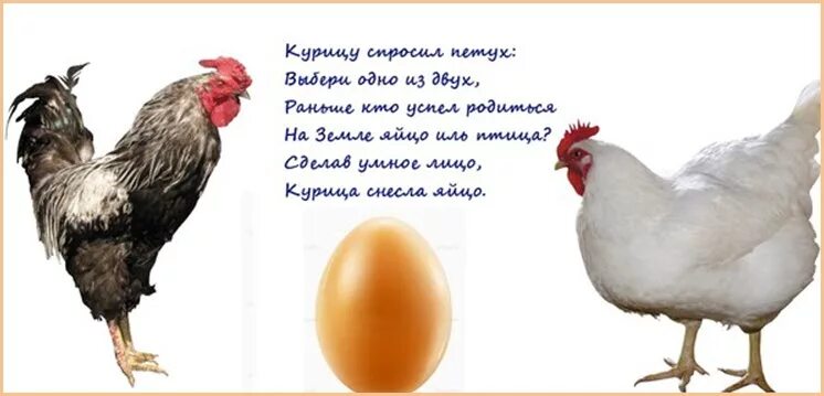 Курица после захода солнца слепнет и становится. Курица с яйцами. стихи про яйца куриные. курица картинка. стишок про яичко.