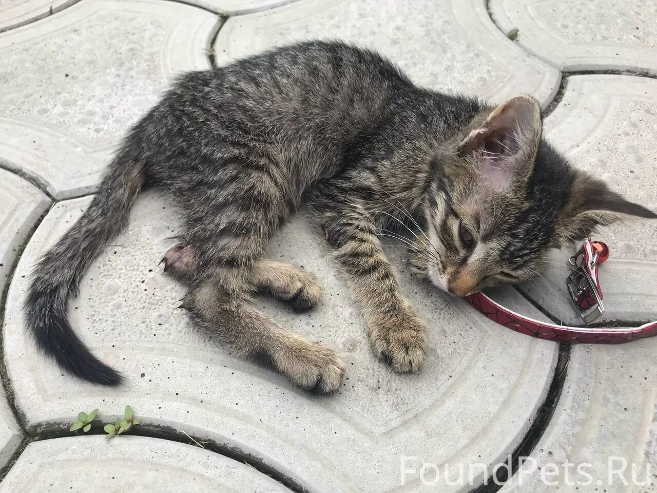 Как найти котенка на улице. Найдена кошечка. кот ищет. подобрать котенка с улицы примета.