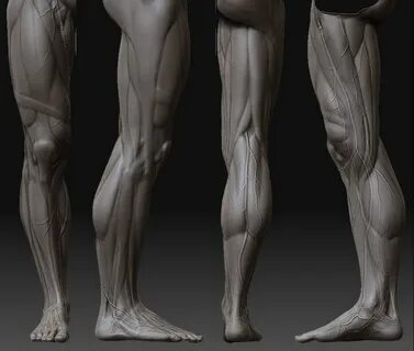 Anatomy for artists