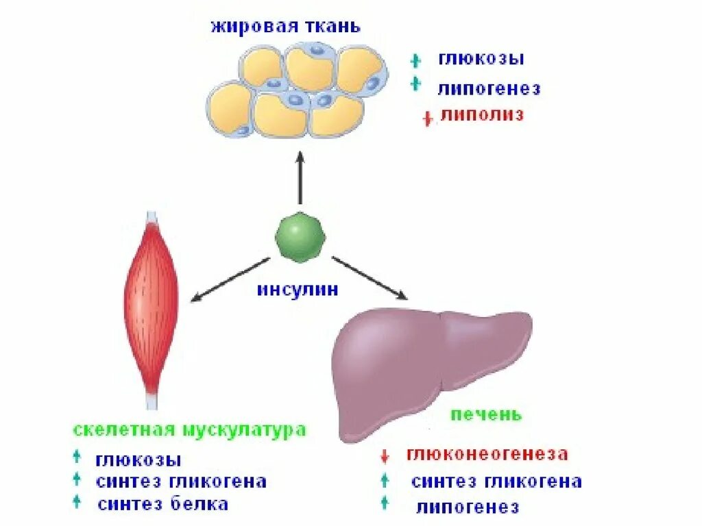 Заболевания поджелудочной железы презентация. Печень при инсулинорезистентности. Жировая ткань синтезирует. Обмен жировой ткани.