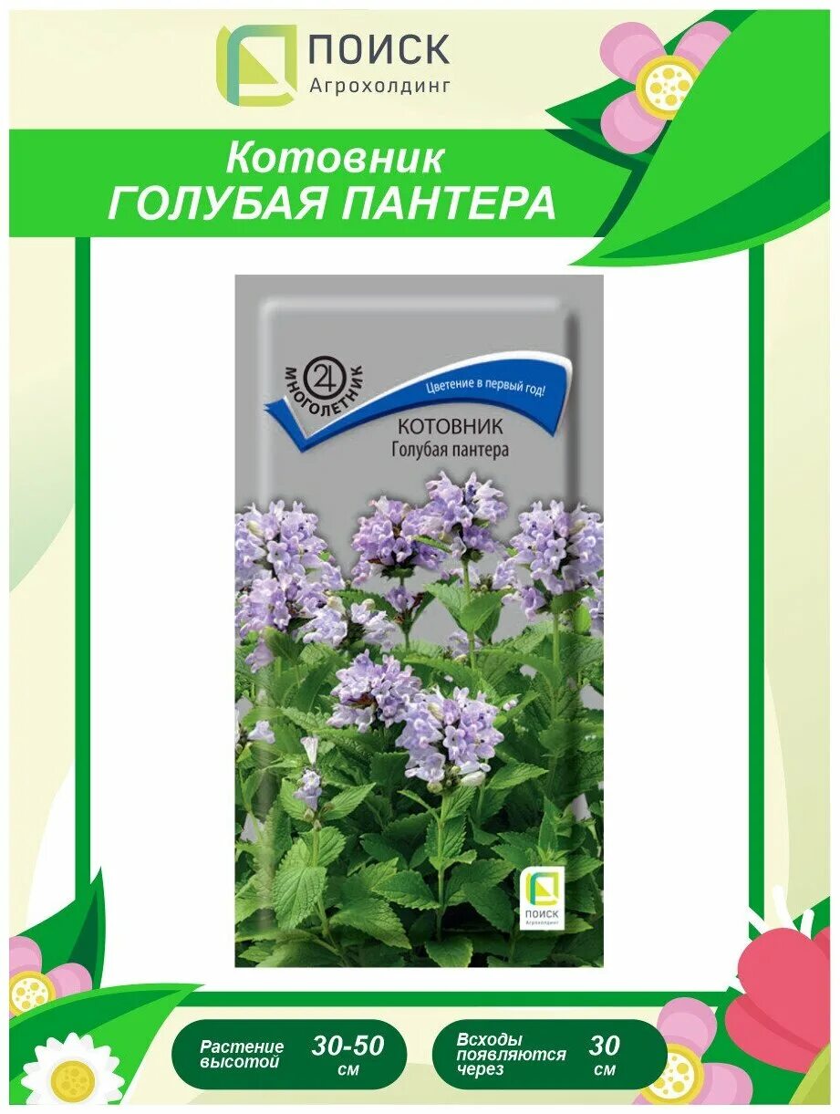 Котовник голубая пантера. Котовник голубая пантера семена. котовник кошачий семена. котовник кошачий голубая пантера. цветы котовник голубая пантера.