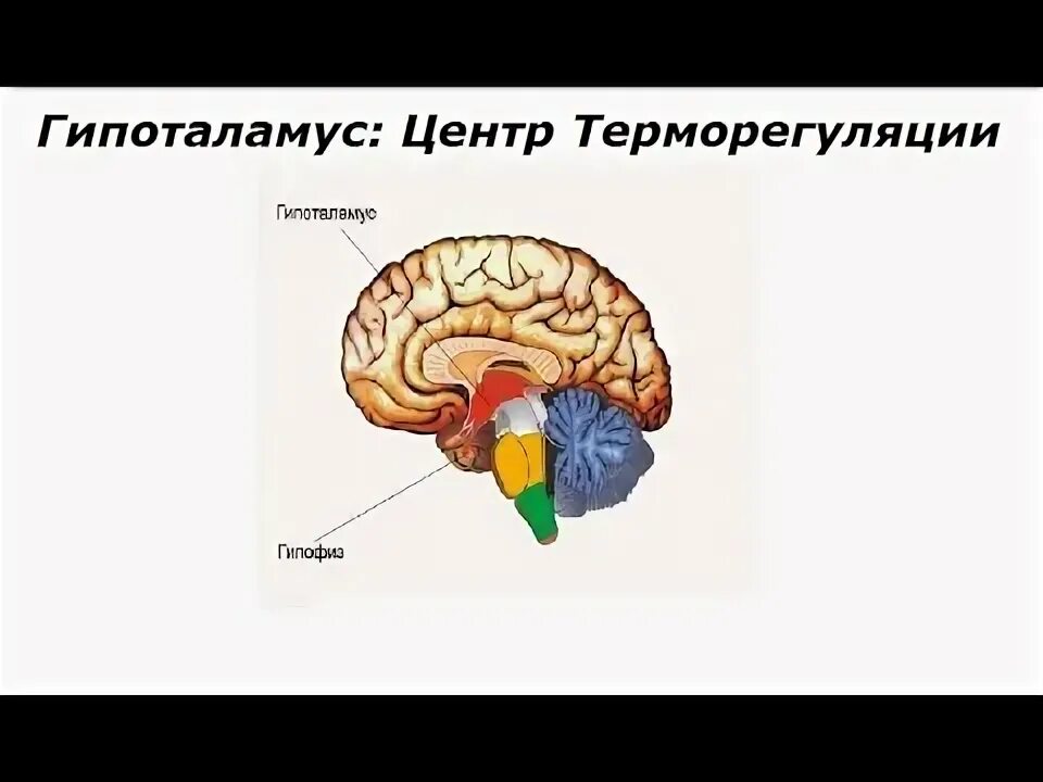 Гипоталамические центры терморегуляции. Центр терморегуляции. Основные центры терморегуляции расположены в. Процесс терморегуляции организма человека. Центр терморегуляции расположен.