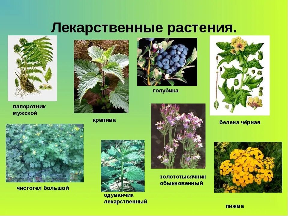 Растения живущие в россии. Травянистые растения леса лечебные. Лекарственные травы в лесу. Лекарственные растения в лесу. Лекартсвенныерастения.