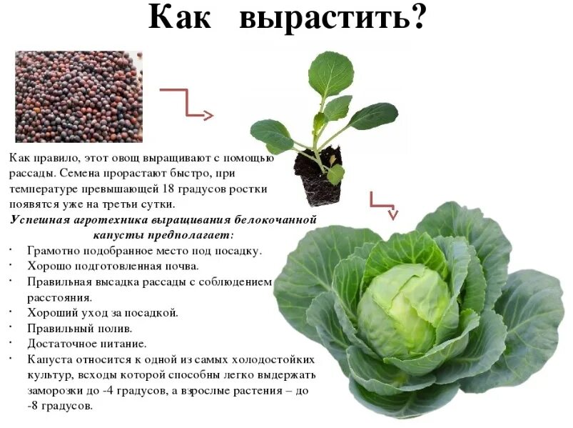 Какую минусовую температуру выдерживает капуста