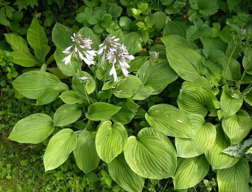 Хоста abba dabba doo. Хоста белоснежная маргаритка. Хоста шармон hosta sharmon. Хоста рейн. Осадки хоста.