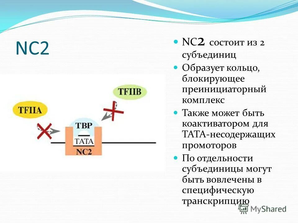 Промотор рнк полимеразы 1