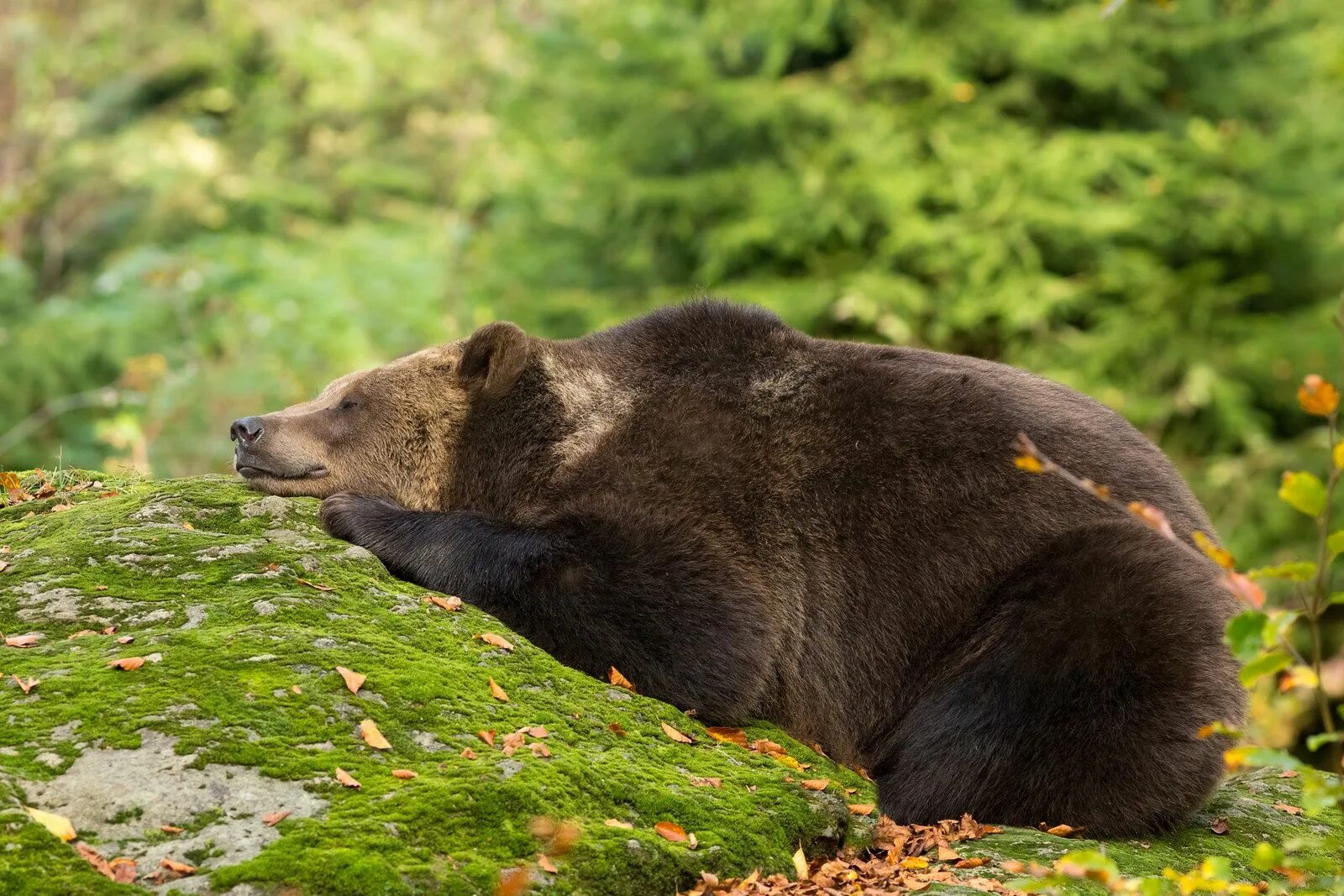 Сон медведь в лесу