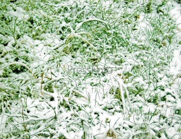 Трава под снегом сколько. Зеленая трава под снегом. трава под снегом рисунок.