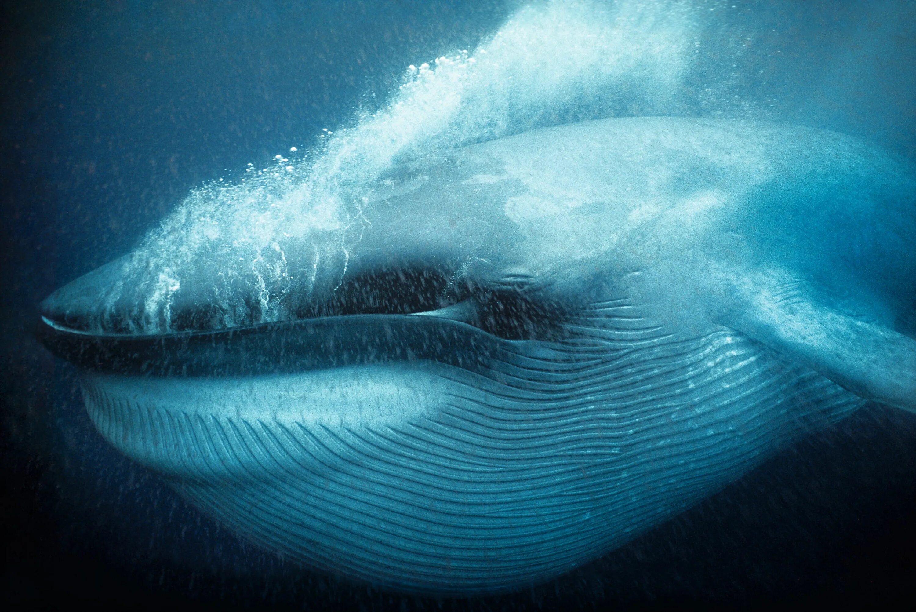 Большие существа в океане. Голубой кит Balaenoptera musculus. Китовый ус гренландского кита. Усатый синий кит. Синий кит криль.