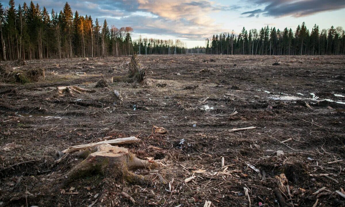 Основная причина экологических проблем в тайге. Вырубка лесов на Дальнем востоке. Исчезновение лесов. Вырубленные леса. Экология вырубленный лес.