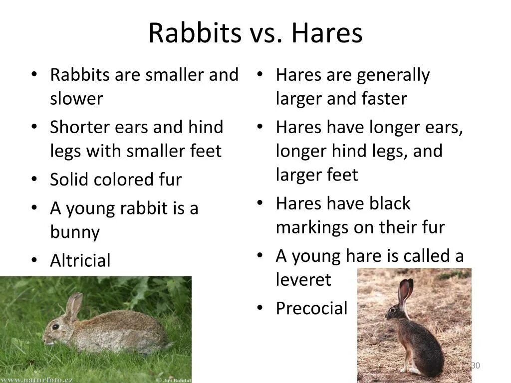 Rabbit Hare разница. Bunny Hare Rabbit разница. Hare and Rabbit difference. Bunny Rabbit разница. Fast hare перевод