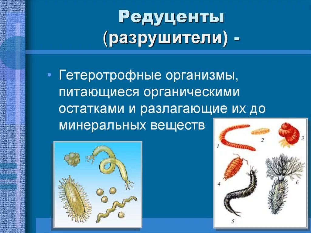 Грибы Разрушители редуценты. Редуценты разлагатели. Разрушители редуценты. Организмы редуценты. Для редуцентов характерно