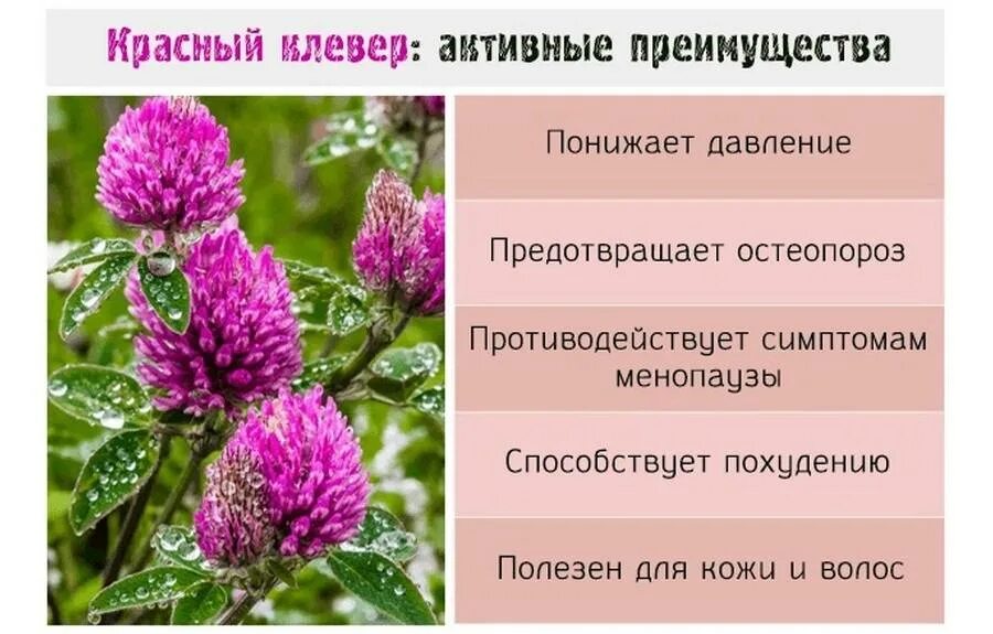 Красный клевер для чего