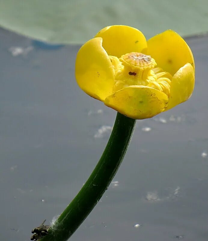 Кубышка жёлтая. Кувшинка желтая кубышка. Кубышка желтая — Nuphar lutea (l.) Smith. Кубышка малая Nuphar pumila. Кубышка номер