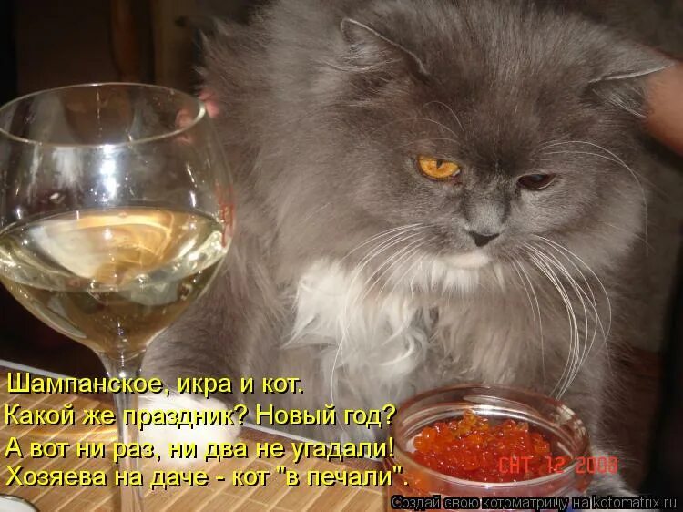 Эх опять. Кот пьет. Кот икра и шампанское. Кот с икрой. Кот с рюмкой.