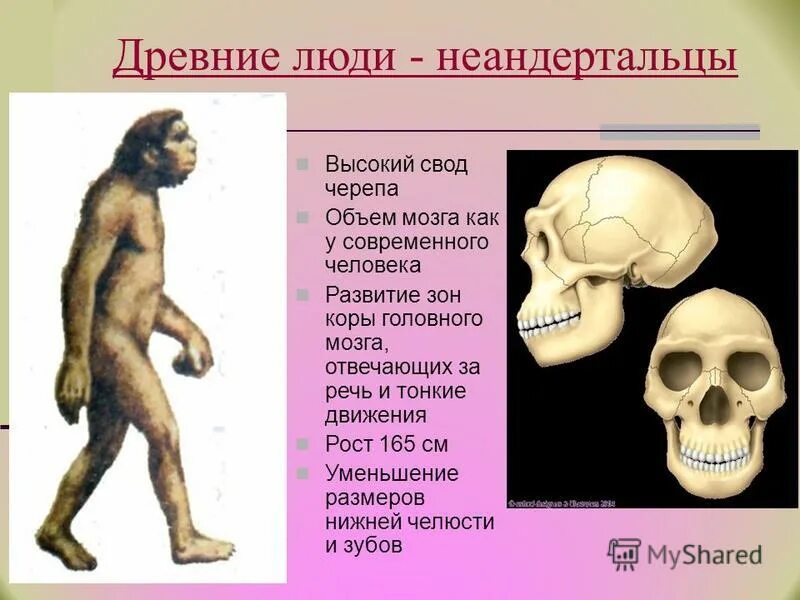 Непосредственные предки современного человека. Объём мозга неандертальца.