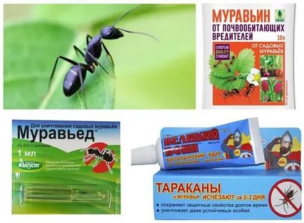 Муравьи эффективное средство