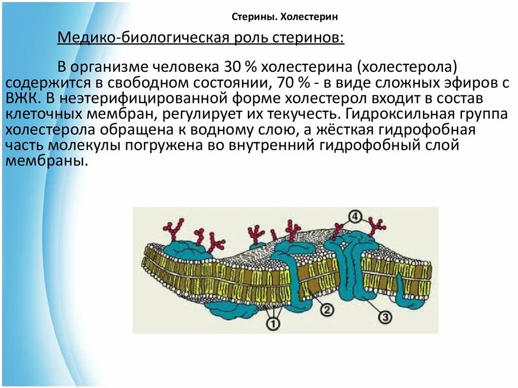 Входит ли холестерол в биологическую мембрану. Биологическая роль холестерина. холестерол биологическая роль. холестерин строение биологическая роль. холестерин в клеточной мембране.
