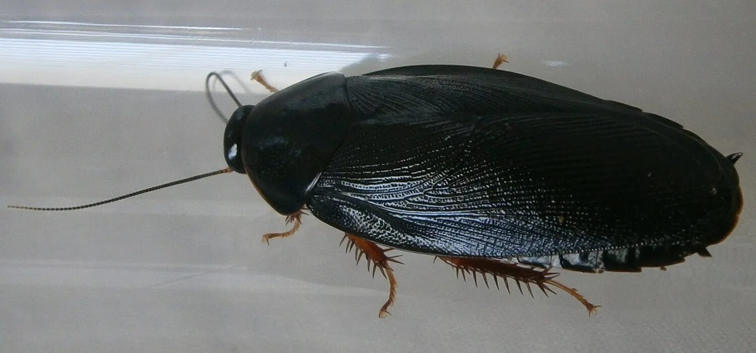 Блаберус кранифер. Таракан Pycnoscelus nigra. Таракан блаберус. Pycnoscelus nigra. Тараканы купить новосибирск