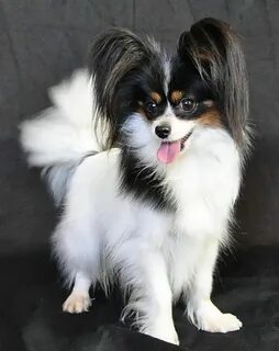 Papillon на русском