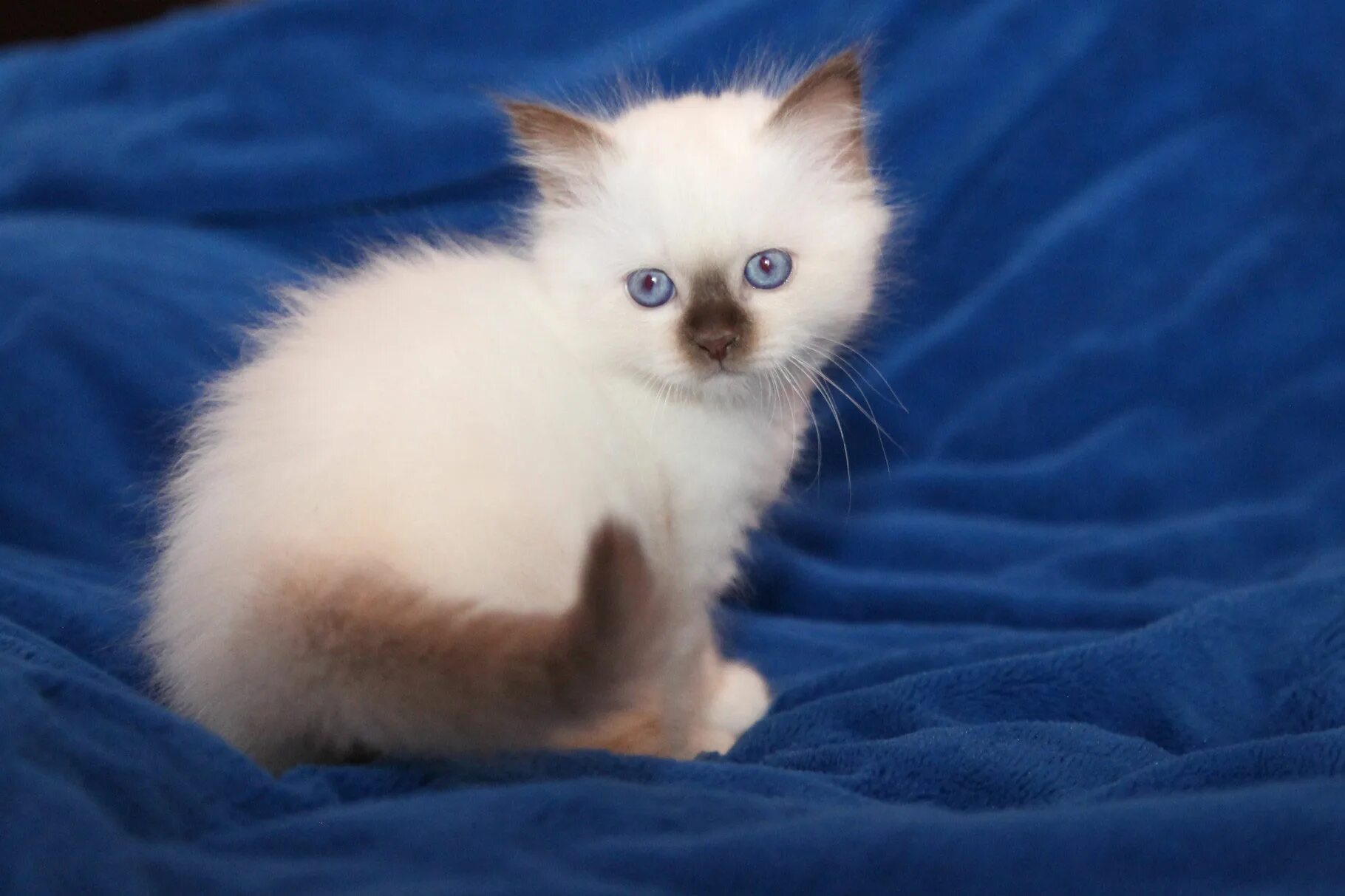 бирманская кошка (священная бирма) котята. котята бирманской породы. бирманская (священная бирма). кот породы священная бирма. бирма котята.