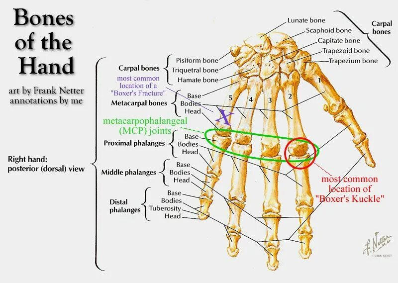 Atlas of human anatomy netter. Atlas of human anatomy frank h. netter. netters anatomy joint. фрэнк неттер легкие сегменты. netter atlas of human anatomy salping.
