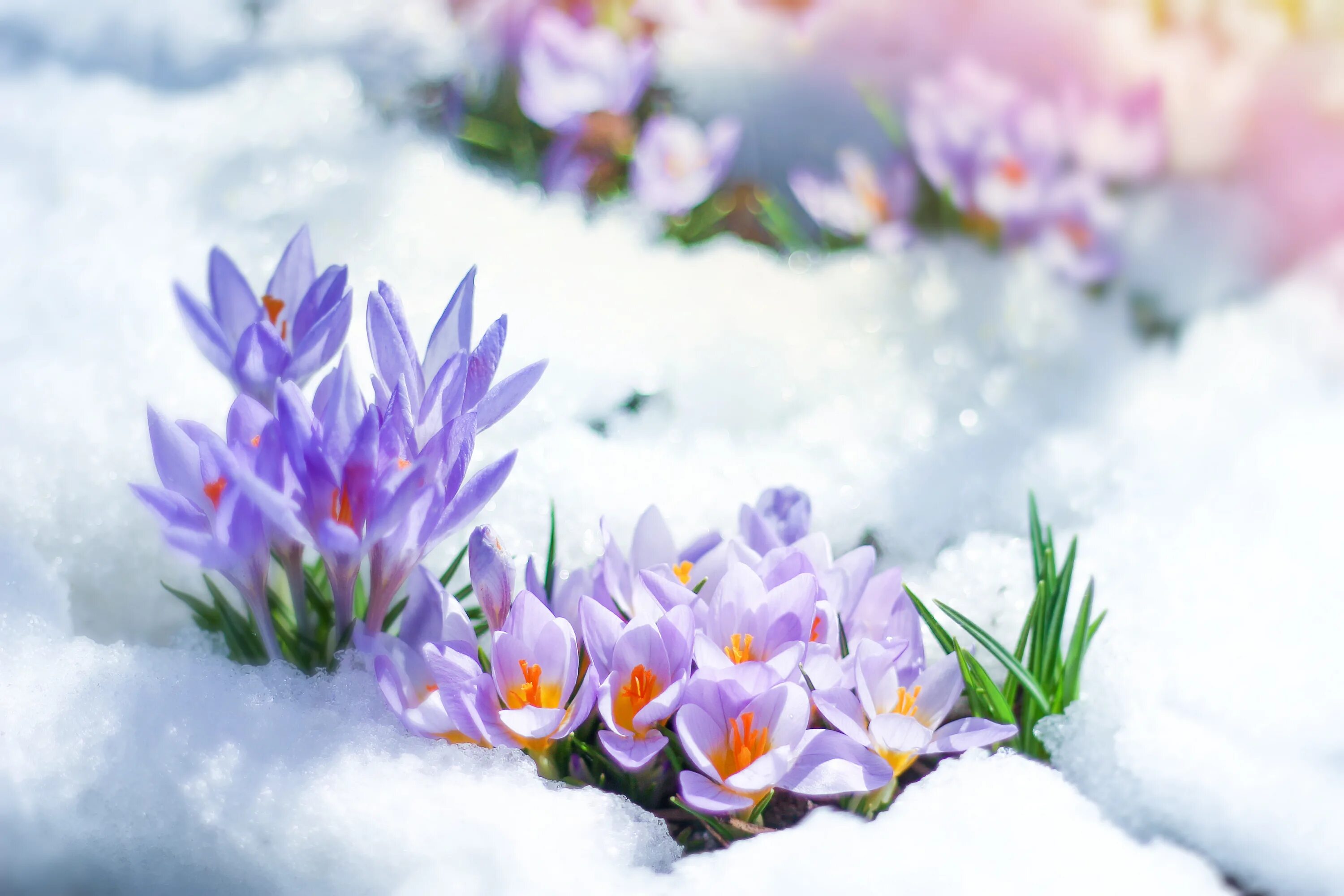 Открытка снег весной. Первоцветы (подснежники, крокусы, гиацинты).. Первоцветы крокусы. Крокусы и подснежники. Пролески, подснежники, крокусы.