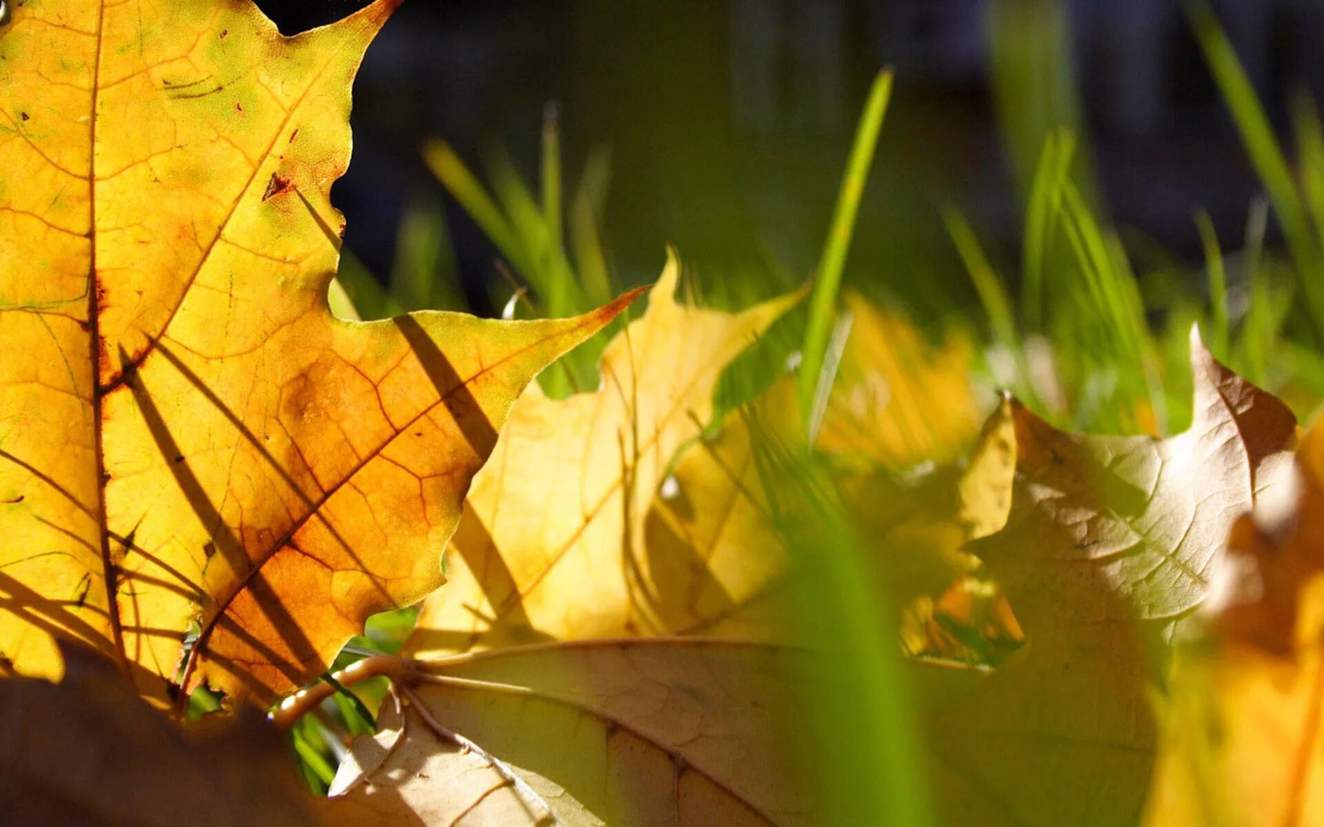 Сентябрь тепло. Бабье лето. Сентябрь первый месяц осени. Бабье лето. Теплая и сухая погода сентябрь.