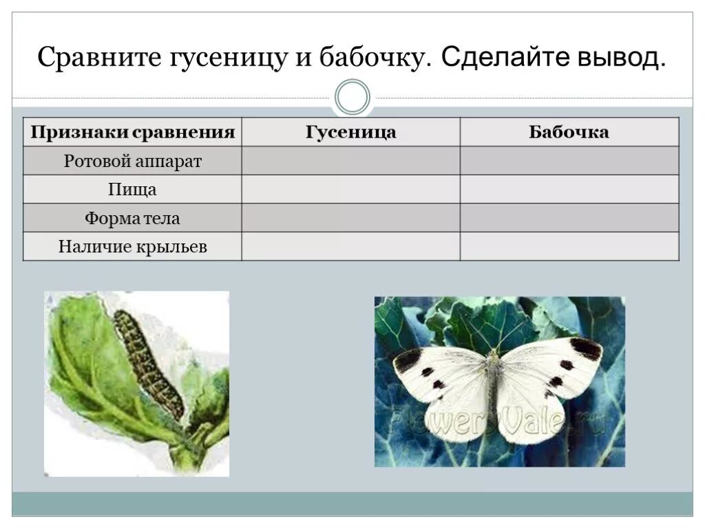 Таблица особенности гусеницы особенности бабочки. Таблица по биологии 7 класс гусеницы бабочки. Сравнительная характеристика бабочки и гусеницы. Таблица сравнивания гусеницы и бабочки. Ротовой аппарат имаго капустной белянки