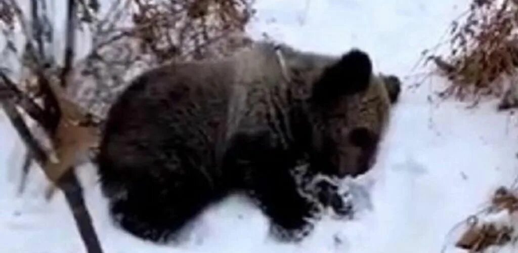 Медведь в спячке. Спасение диких животных.