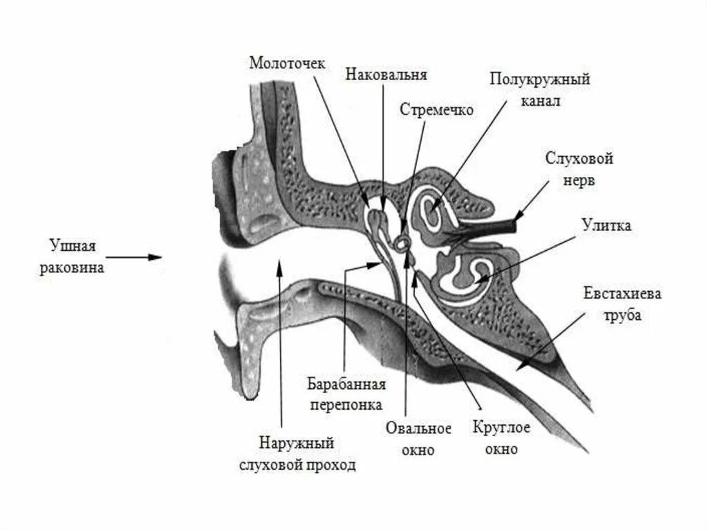 Барабанная перепонка молоточек стремечко. Наружный слуховой проход барабанная перепонка молоточек стремечко. Ушная раковина барабанная перепонка наковальня. Наковальня молоточек стремячко кт.