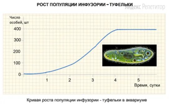 пелликула у споровиков. инфузория туфелька тип питания. тип питания инфузории туфельки гетеротрофный. кархезиум инфузория. представители простейших.