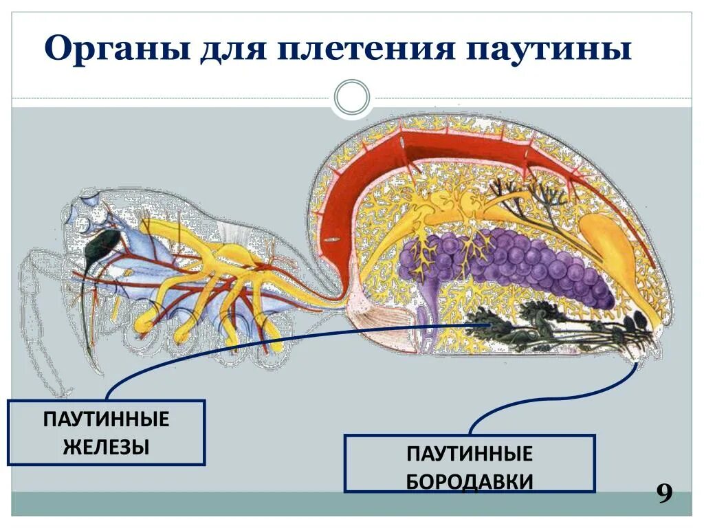 Паук строение паутинные железы. Схема паука паутинные железы. Паутинные железы у паукообразных. Строение паука паутинные бородавки. Паукообразные паутинные железы