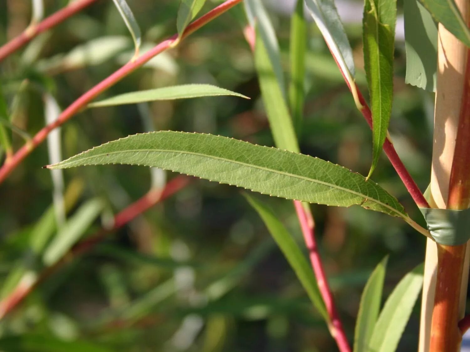 Ива белая Тристис. Ива белая (Salix Alba). Ива белая дартс Снейк. Форма листа ивы