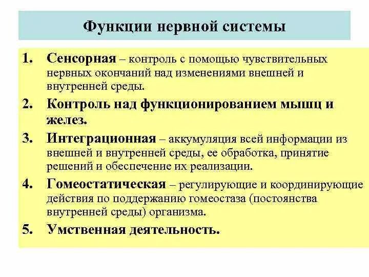 Какова роль нервной системы. Нервная система выполняет функции. Перечислите функции нервной системы. Перечислите основные функции нервной системы. Функции нервной системы кратко.