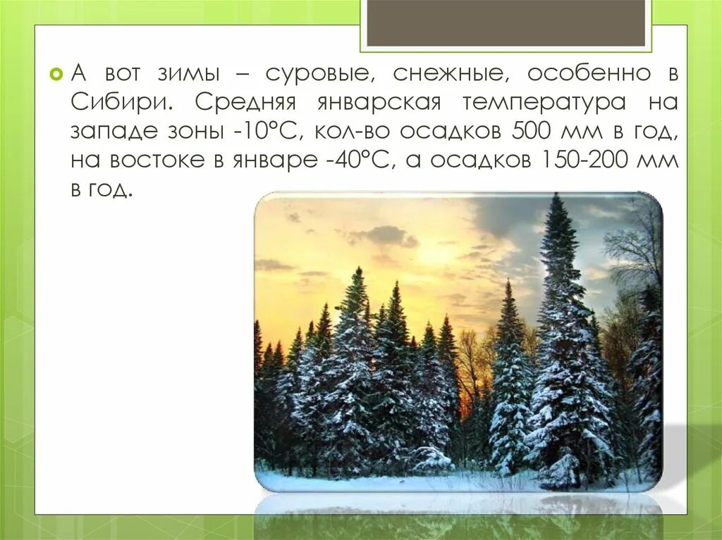 Средняя температура в тайге летом. Визитная карточка таежной зоны. Презентация леса России 8 класс география. Климат в тайге кратко летом и зимой. Леса зоны тайги с Запада на Восток.