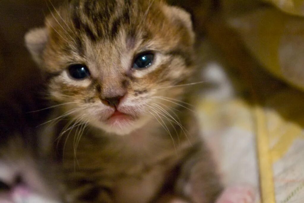 Kitten much