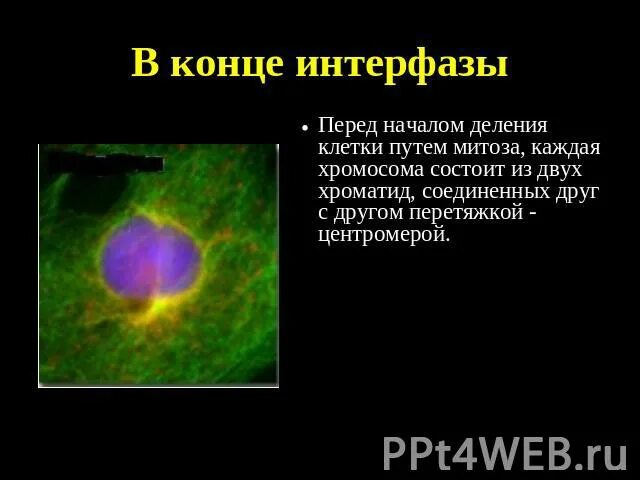 Сколько полинуклеотидных цепочек содержит хромосома