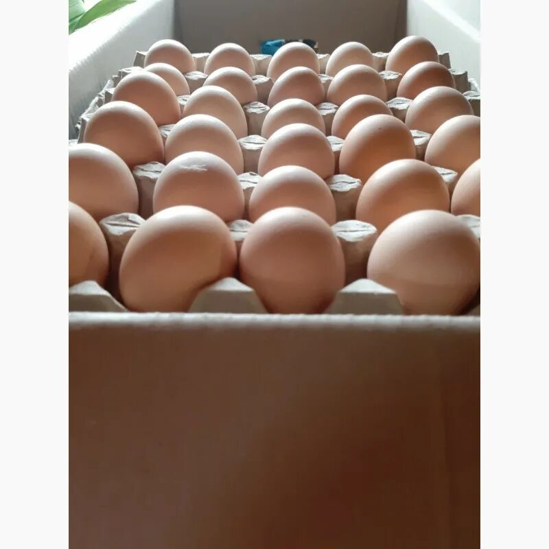 Инкубационные яйца купить цена. Яйцо мастер грей инкубационное. Мастер грей порода яйцо инкубационное кур. Мастер грей печать на инкубационном яйце. Маркировка инкубационного яйца мастер грей.