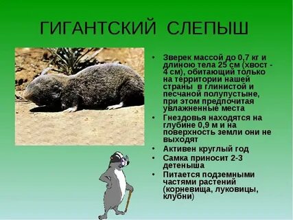 Слепыш где обитает