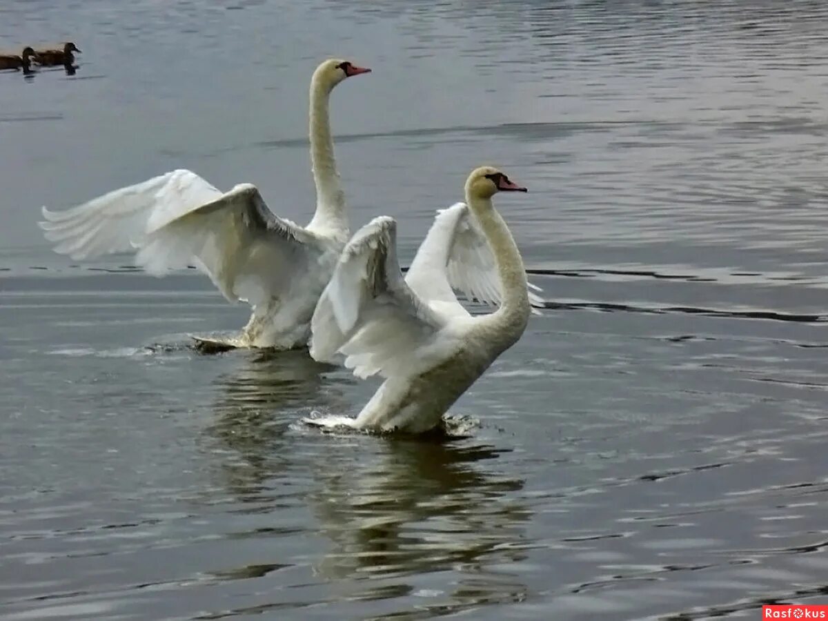 «танец лебедей». три лебедя. лебедь танцует. лебеди. танец лебедушка.
