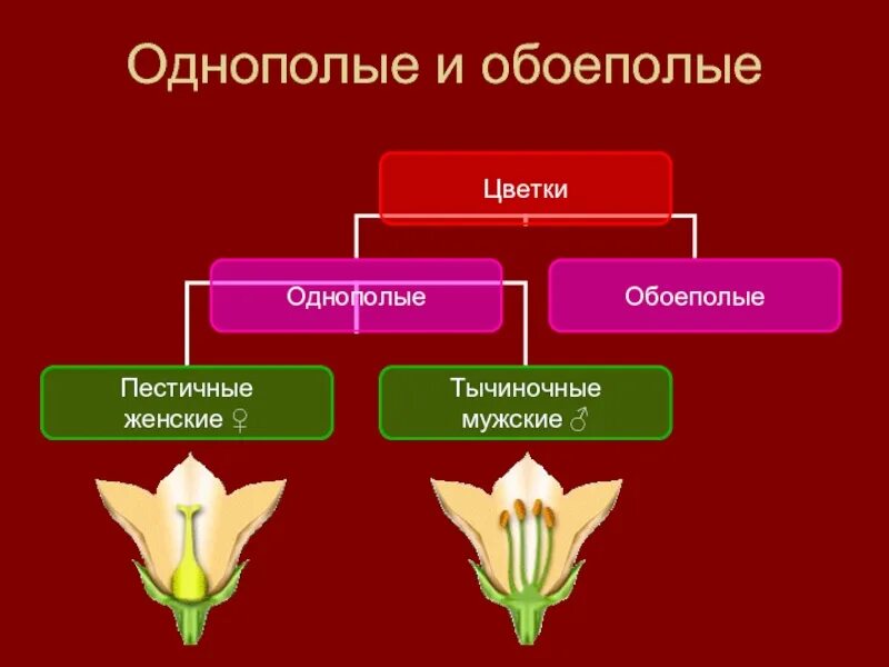 Однополые цветки примеры растений Презентация на тему: "ЦВЕТОК И ПЛОД. Цель урока : Изучить особенности цветка как
