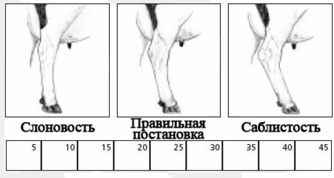 Что у коровы впереди у быка позади. Саблистость. Саблистость у лошадей. Саблистость ног у коров. Саблистость задних конечностей КРС.