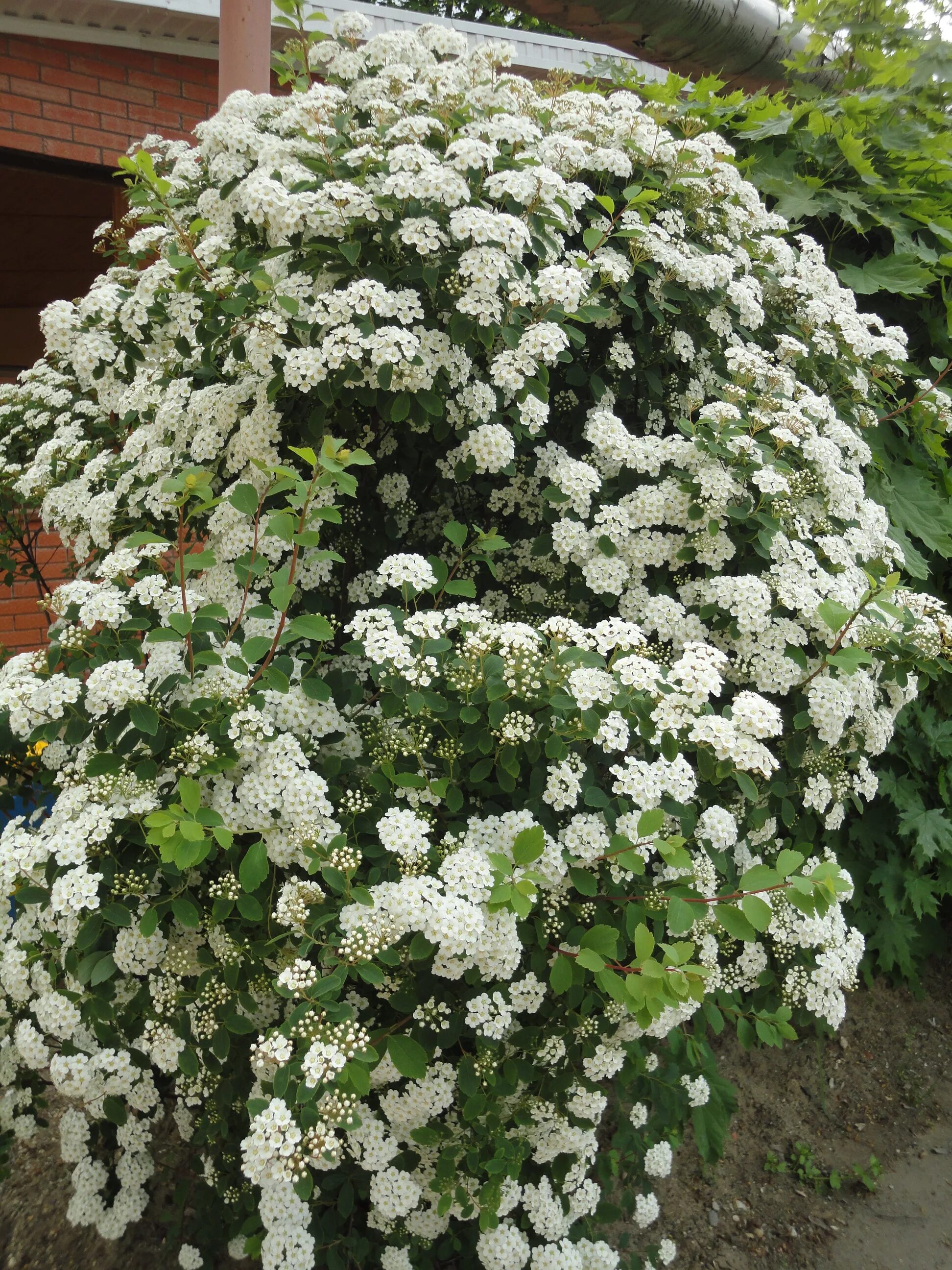 Спирея Вангутта. Спирея Вангутта белая. Спирея Вангутта (Spiraea vanhouttei). Спирея Ван-Гутта (Spiraea vanhouttei). Куст невеста фото