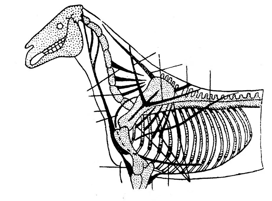 Вентральные мышцы позвоночного столба у лошади. Мышцы плечевого пояса лошади. Вентральные мышцы позвоночного столба у животных. Схема расположения мышц плечевого пояса и туловища лошади. Мускулатура млекопитающих