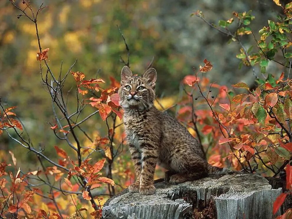 Животные осенью. Природа и животные. Осенний пейзаж с животными. Животные осенью в лесу.