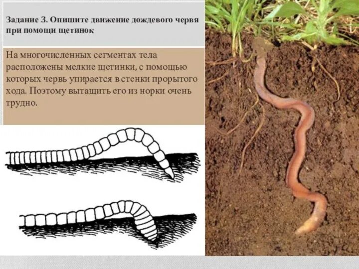 Дождевой червь какая биологическая наука. Малощетинковые дождевой червь. Малощетинковые черви щетинки. Кольчатые черви дождевой червь. Дождевые черви строение тела.