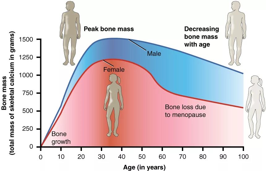 Плотность человеческой кости. Пик костной массы. Плотность костной ткани. Плотность костей мужчин и женщин.